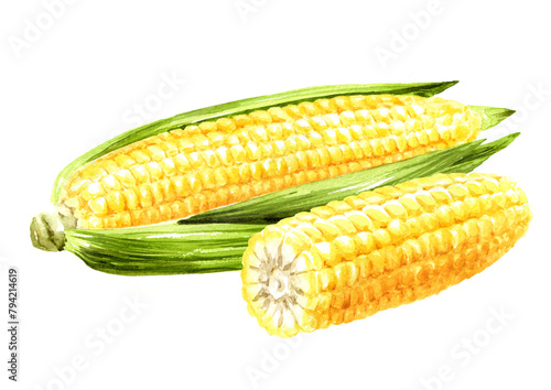 Fresh sweet corn cob. Hand drawn watercolor illustration, isolated on white background (ID: 794214619)
