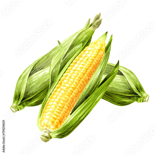 Fresh sweet corn cobs. Hand drawn watercolor illustration isolated on white background (ID: 794214639)