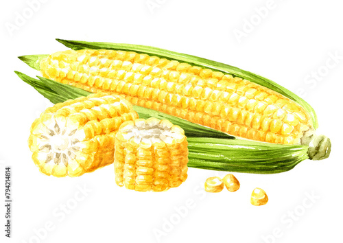 Fresh sweetcorn cob. Hand drawn watercolor illustration isolated on white background (ID: 794214814)