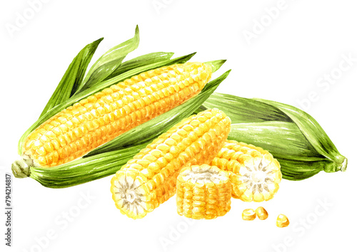 Fresh sweetcorn cob, Hand drawn watercolor illustration isolated on white background (ID: 794214817)
