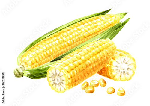 Fresh sweetcorn cobs, Hand drawn watercolor illustration isolated on white background (ID: 794214825)