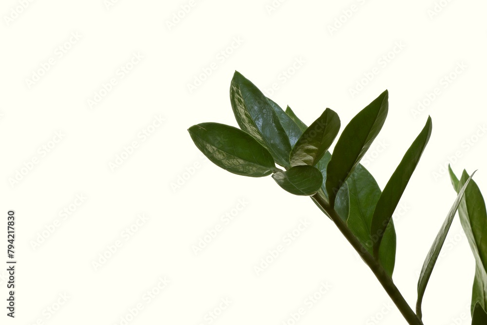Indoor plant Zamioculcas on a white background.