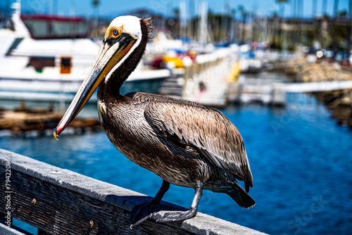 A pelican on the pier on the California coast photo