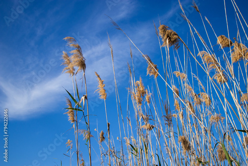 Delta del Llobregat in Barcelona, Spain, on a sunny day, blue sky, green grass, field, plants and birds,vegetation around the delta,earth day