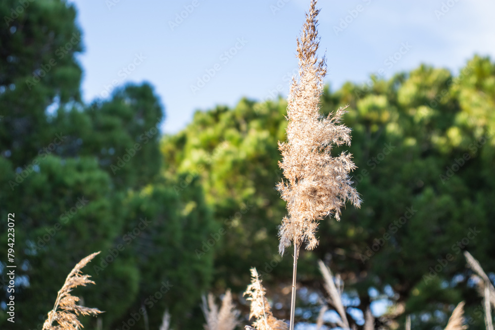 Naklejka premium Delta del Llobregat in Barcelona, Spain, on a sunny day, blue sky, green grass, field, plants and birds,vegetation around the delta,earth day