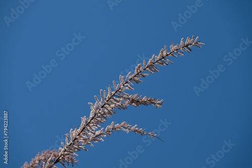 Blue sky background and branch of tamarisk plant of Tamaricaceae family. photo