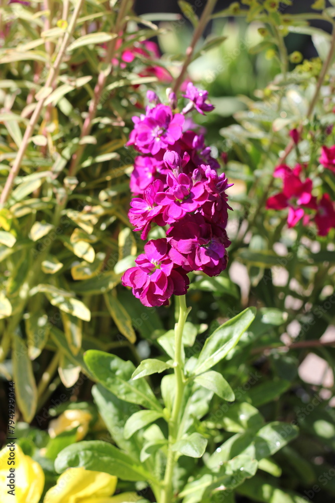 flowers in the garden flowers in the garden