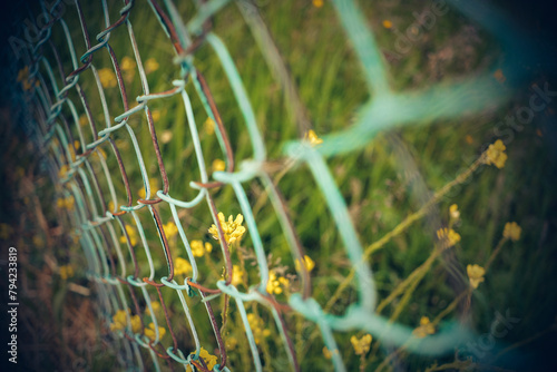 Piece of flowering meadow seen through a fence