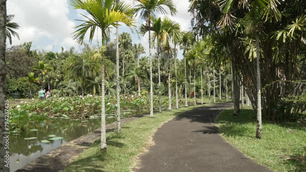 View of flora in Sir Seewoosagur Ramgoolam Botanical Garden, Pamplemousses District, Mauritius, Indian Ocean, Africa View of flora in Sir Seewoosagur Ramgoolam Botanical Garden, Pamplemousses District, Mauritius, Indian Ocean, Africa