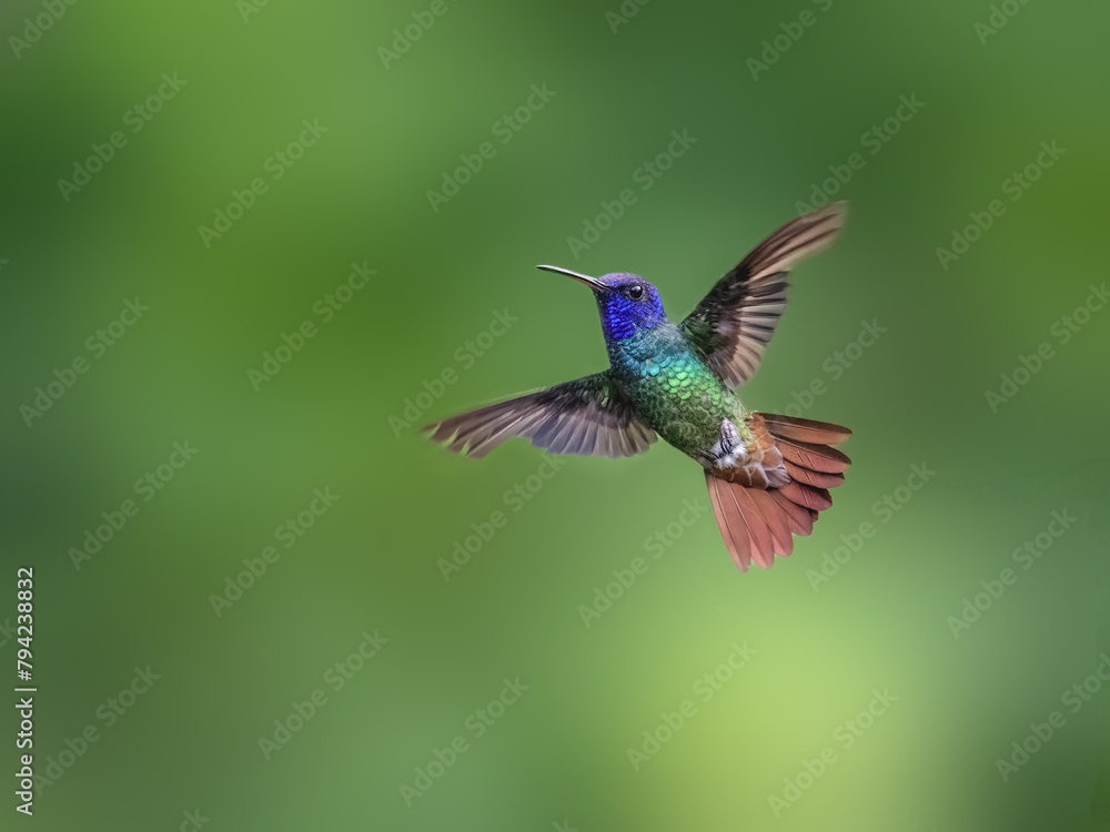 Fototapeta premium Golden-tailed Sapphire Hummingbird in flight on green background