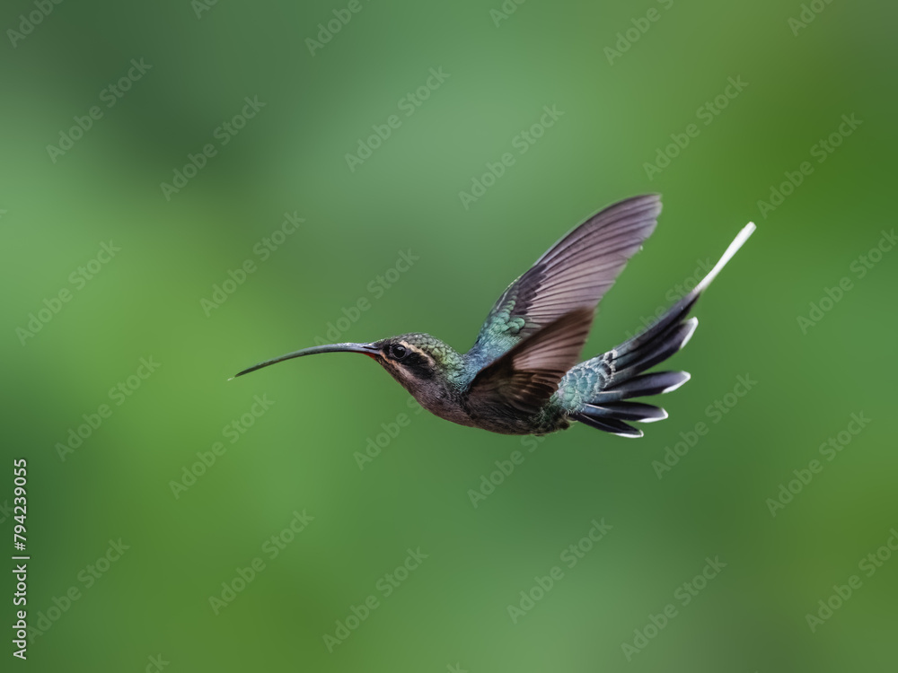 Obraz premium Green Hermit Hummingbird in flight on green background