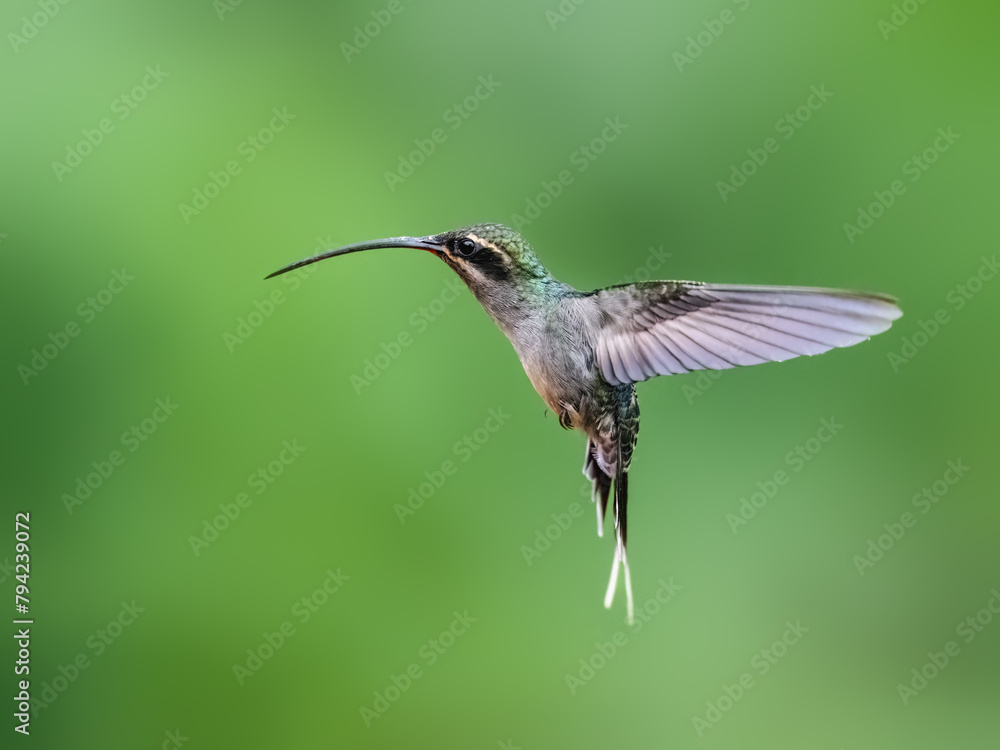 Green Hermit Hummingbird in flight on green background Green Hermit Hummingbird in flight on green background