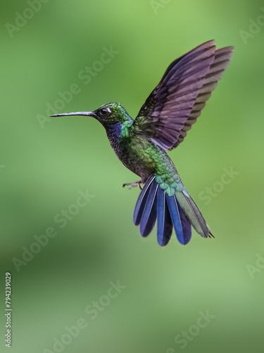 Napo Sabrewing Hummingbird in flight on green background