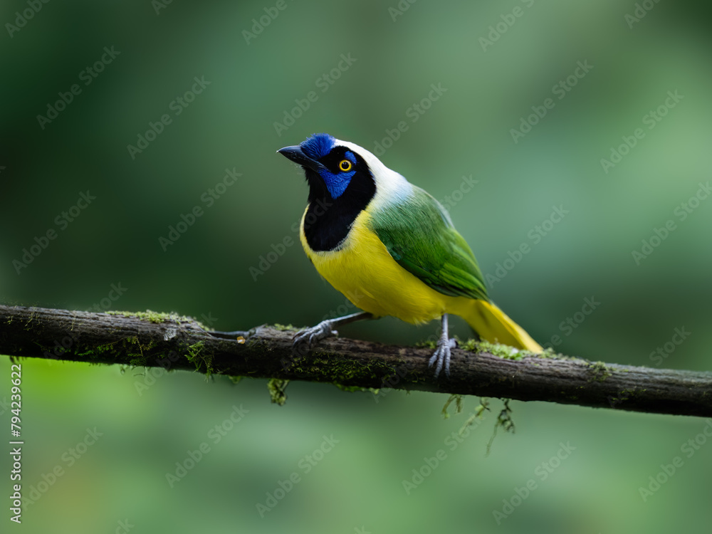 Inca Jay on mossy tree branch against green background