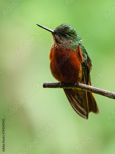 Chestnut-breasted Coronet Hummingbird on branch against  green background photo
