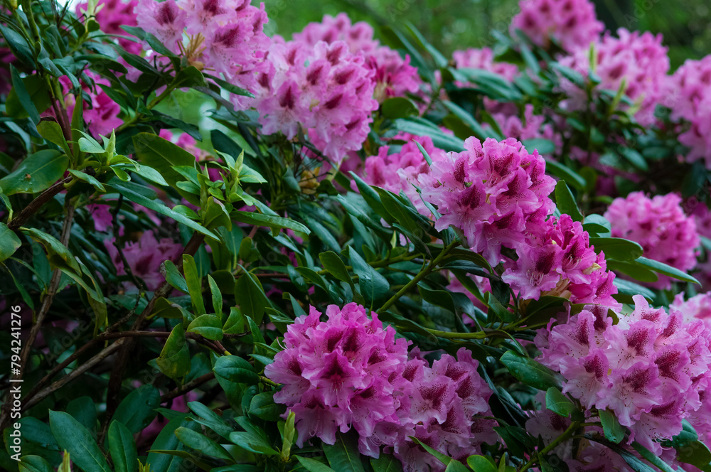 Keukenhof park of flowers and tulips in the Netherlands. Beautiful outdoor scenery in Holland