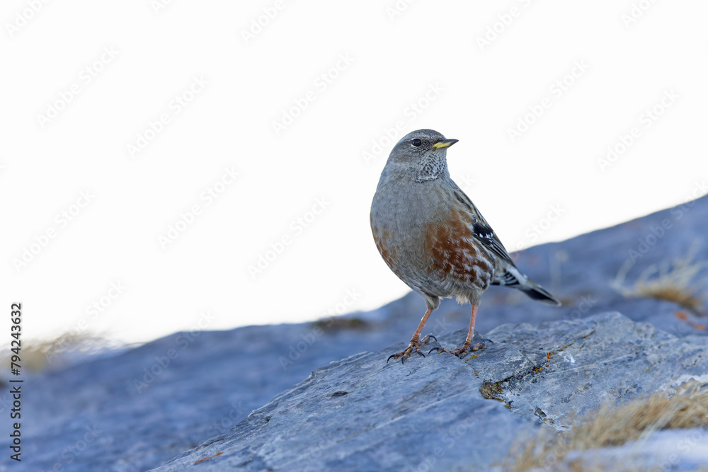 alpine accentor (Prunella collaris) in the mountains. alpine accentor (Prunella collaris) in the mountains.