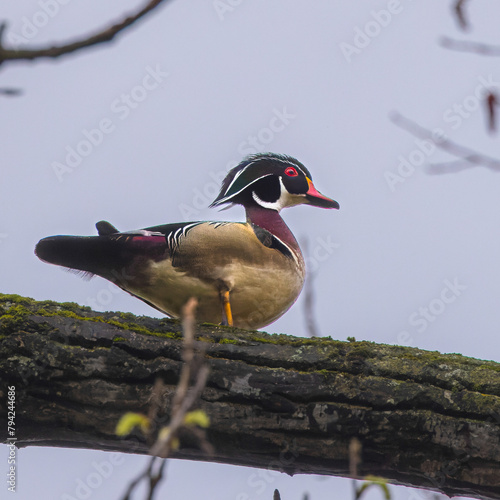 Wood Duck Drake