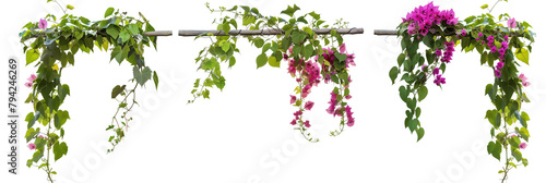 set of flowering vines draped over rustic trellises, combining the natural beauty of blooms with structured greenery, isolated on transparent background
