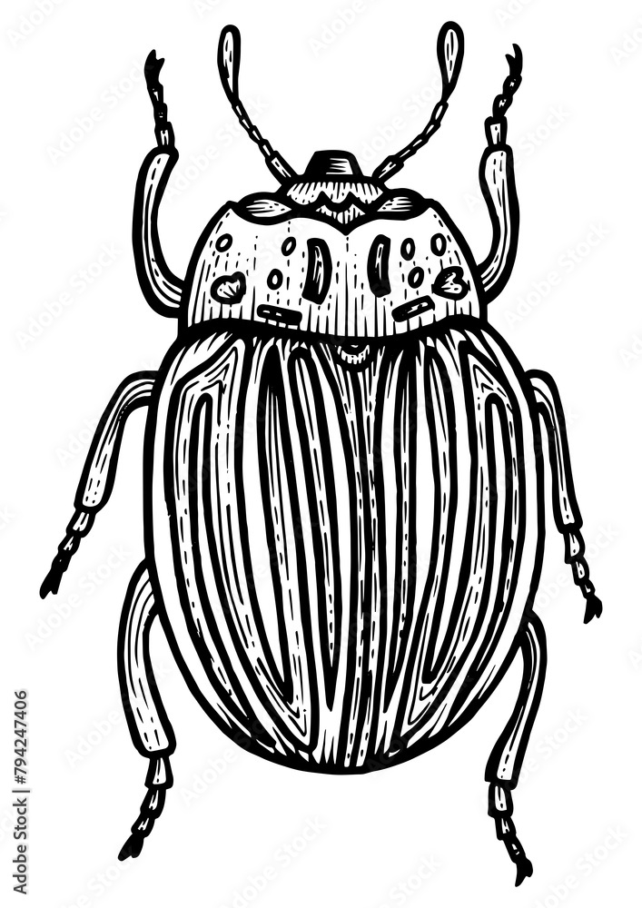 Colorado potato beetle sketch engraving PNG illustration. Scratch board style imitation. Black and white hand drawn image. Colorado potato beetle sketch engraving PNG illustration. Scratch board style imitation. Black and white hand drawn image.
