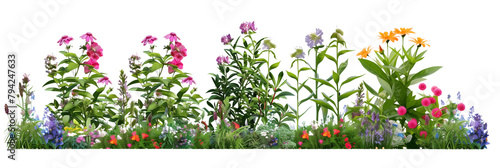 Herbaceous borders featuring a mix of perennials and biennials, each with coordinating flowers and leaves, isolated on transparent background photo