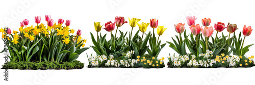 Set of spring flower beds, each bursting with tulips and daffodils against fresh green leaves, isolated on transparent background #794247642