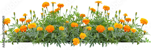 Marigold bed featuring an array of vibrant orange and yellow blooms, ideal for repelling garden pests, isolated on transparent background photo