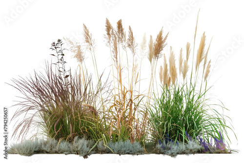 Tall ornamental grass bed featuring varieties such as feather reed and blue fescue, adding elegance and texture to garden landscapes, isolated on transparent background
