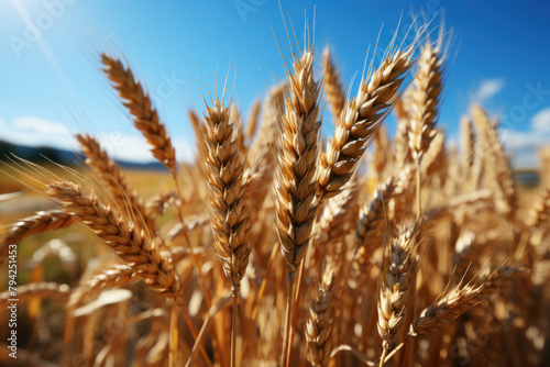 A field of ripe ears of wheat on the background of picturesque nature