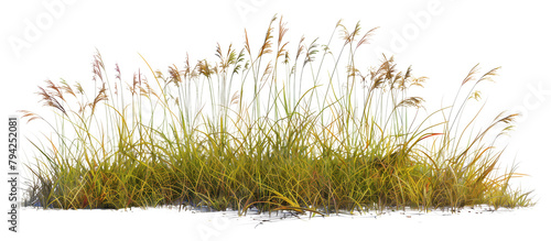 Mixed prairie grass bed featuring tall bluestem and switchgrass, ideal for natural landscaping and erosion control, isolated on transparent background photo