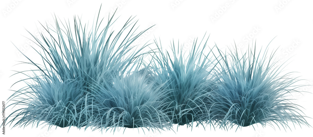Cluster of blue fescue grass, known for its compact blue-gray tufts, adding a modern touch to rock gardens and borders, isolated on transparent background