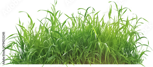 Area covered with ryegrass, valued for its fast growth and ability to improve soil health, commonly used in overseeding lawns, isolated on transparent background photo