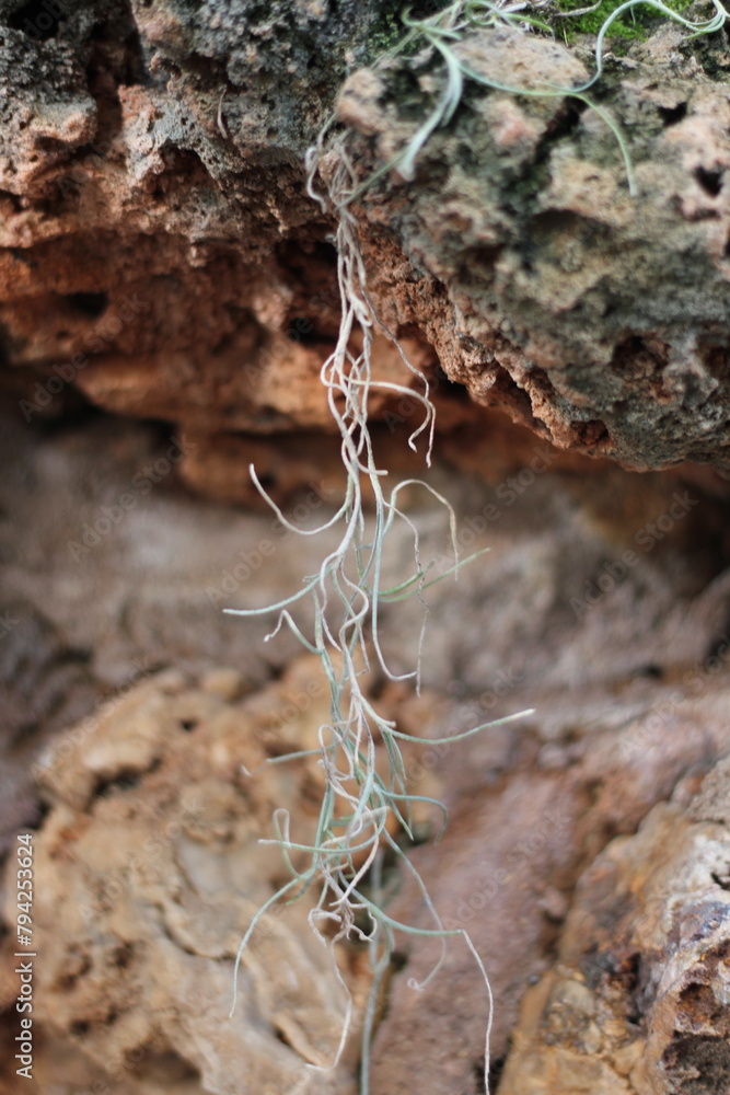 Spanish moss hanging on the rock in the jungle. Spanish moss hanging on the rock in the jungle.