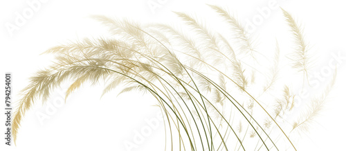 Spiral design of cortaderia grass, artistically arranged in a circular pattern, offering a dynamic visual effect, isolated on transparent background photo