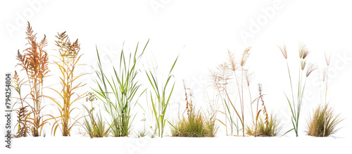 Collection of native prairie grasses featuring bluestem, prairie dropseed, and Indian grass, preserved for educational purposes, isolated on transparent background photo