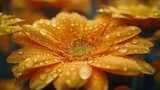   A yellow flower in focus with water droplets, backdrop of petals softly blurred