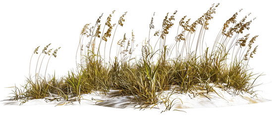 Wave-like design of sea oats and beach grass along a coastal restoration project, aiming to prevent erosion, isolated on transparent background