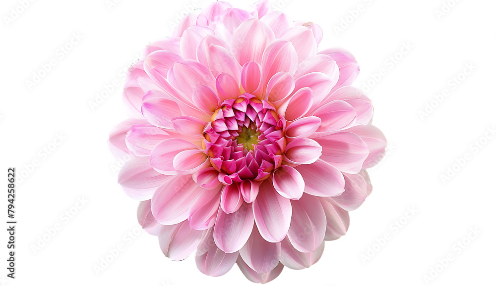 A pink chrysanthemum flower on a white background