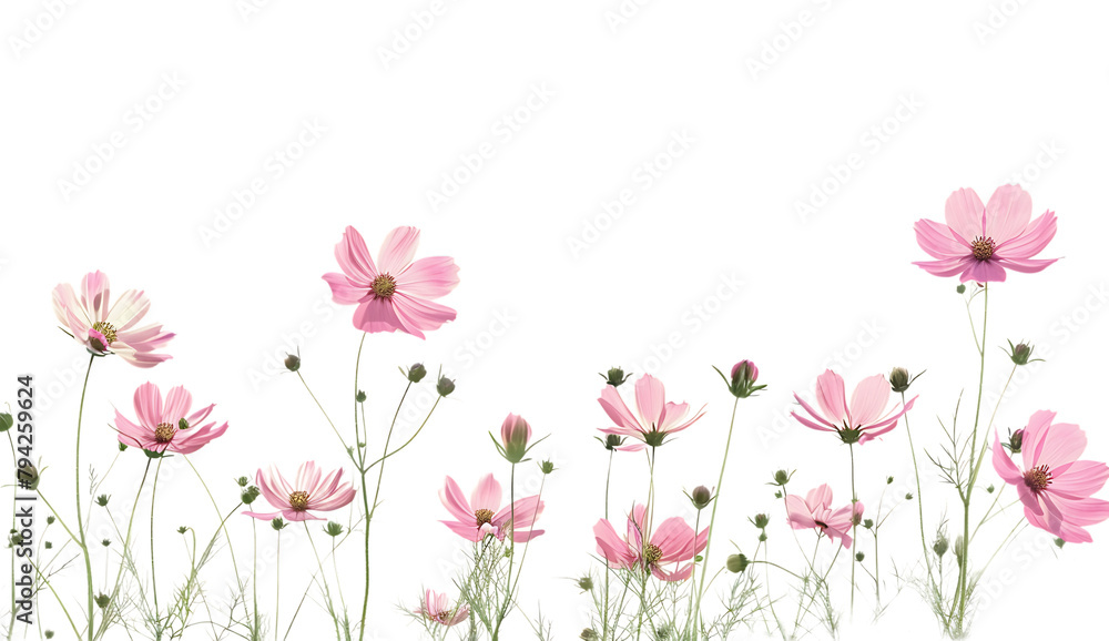Pink flower border with cosmos field isolated on a white background