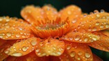   Close-up of a flower with water droplets on its petals and dew in the center