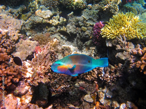 Colorful Daisy parrotfish  Chlorurus sordidus  on the tropical coral reef. Sun reflections  vivid fish and corals  underwater photography from snorkeling on the healthy coral reef. Marine life.