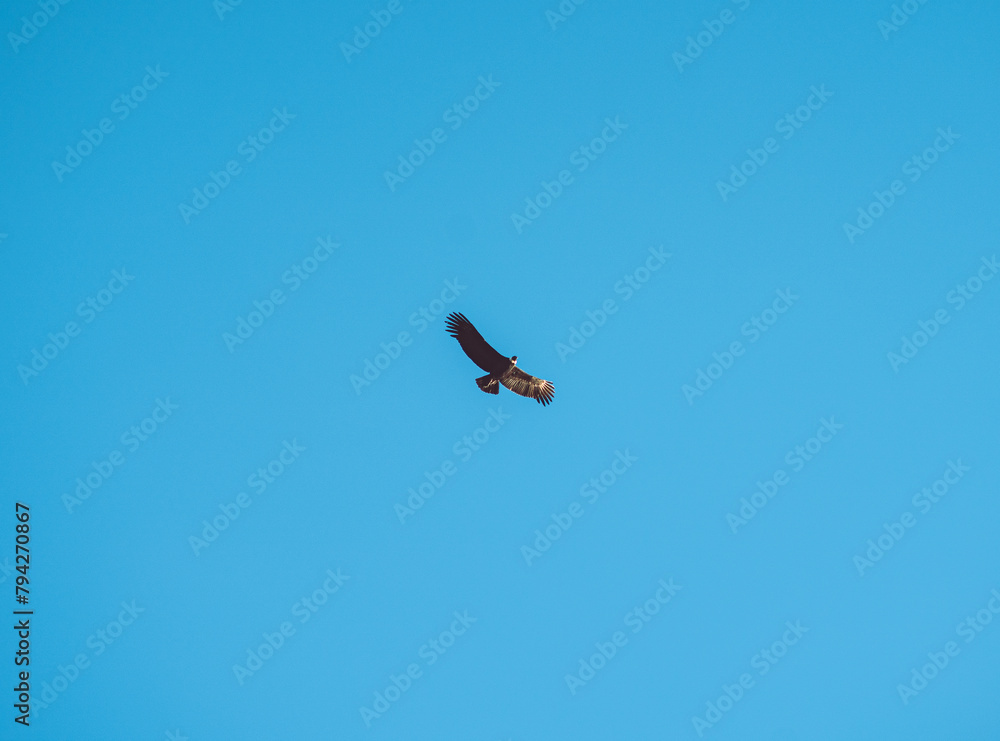 Fototapeta premium Condor