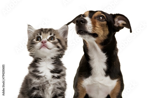 A kitten and a dog look up with curious expressions, their attention captured © Nida