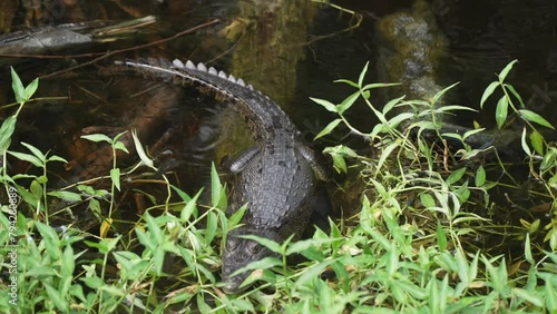 View of small crocodile in water near Puerto Morelos, Caribbean Coast, Yucatan Peninsula, Mexico, North America