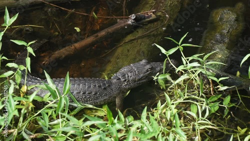 View of small crocodile in water near Puerto Morelos, Caribbean Coast, Yucatan Peninsula, Mexico, North America