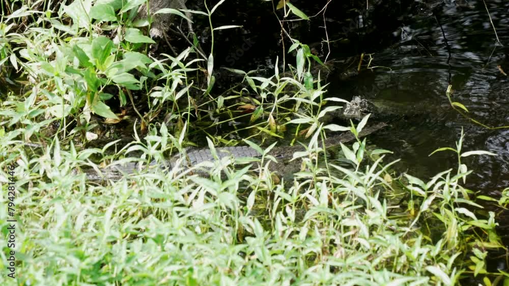 View of small crocodile in water near Puerto Morelos, Caribbean Coast, Yucatan Peninsula, Mexico, North America View of small crocodile in water near Puerto Morelos, Caribbean Coast, Yucatan Peninsula, Mexico, North America