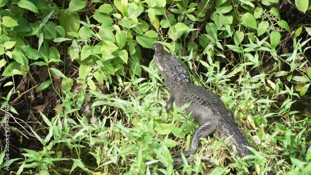 View of small crocodile in foliage near Puerto Morelos, Caribbean Coast, Yucatan Peninsula, Mexico, North America View of small crocodile in foliage near Puerto Morelos, Caribbean Coast, Yucatan Peninsula, Mexico, North America