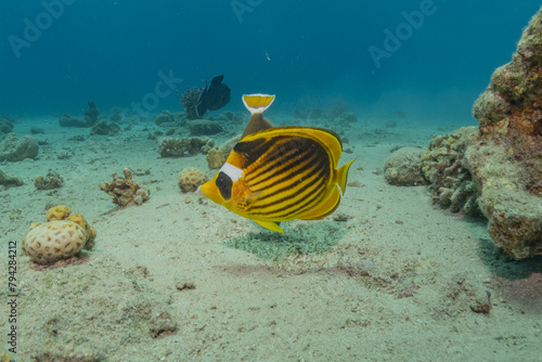 Fish swimming in the Red Sea, colorful fish, Eilat Israel
