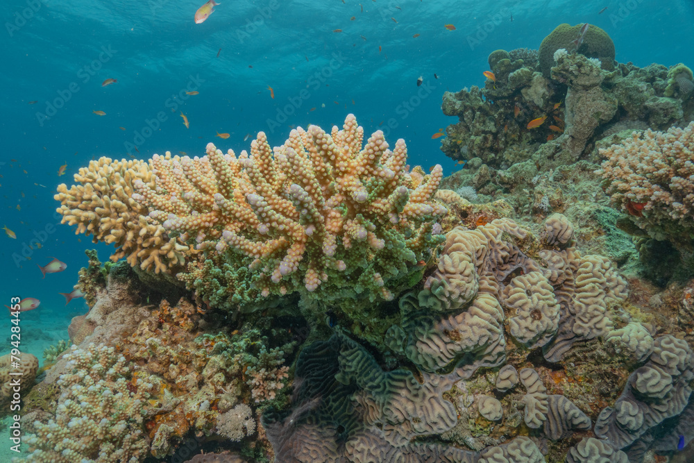 Fototapeta premium Coral reef and water plants in the Red Sea, Eilat Israel