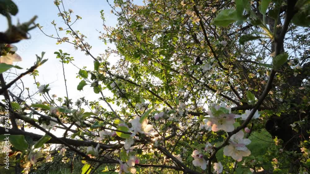Hello, spring. White-pink apple blossom in spring time. Blossoming apple tree at sunset. Sun rays. Close up of fresh spring flowers, blooming garden. An inspiring view Hello, spring. White-pink apple blossom in spring time. Blossoming apple tree at sunset. Sun rays. Close up of fresh spring flowers, blooming garden. An inspiring view